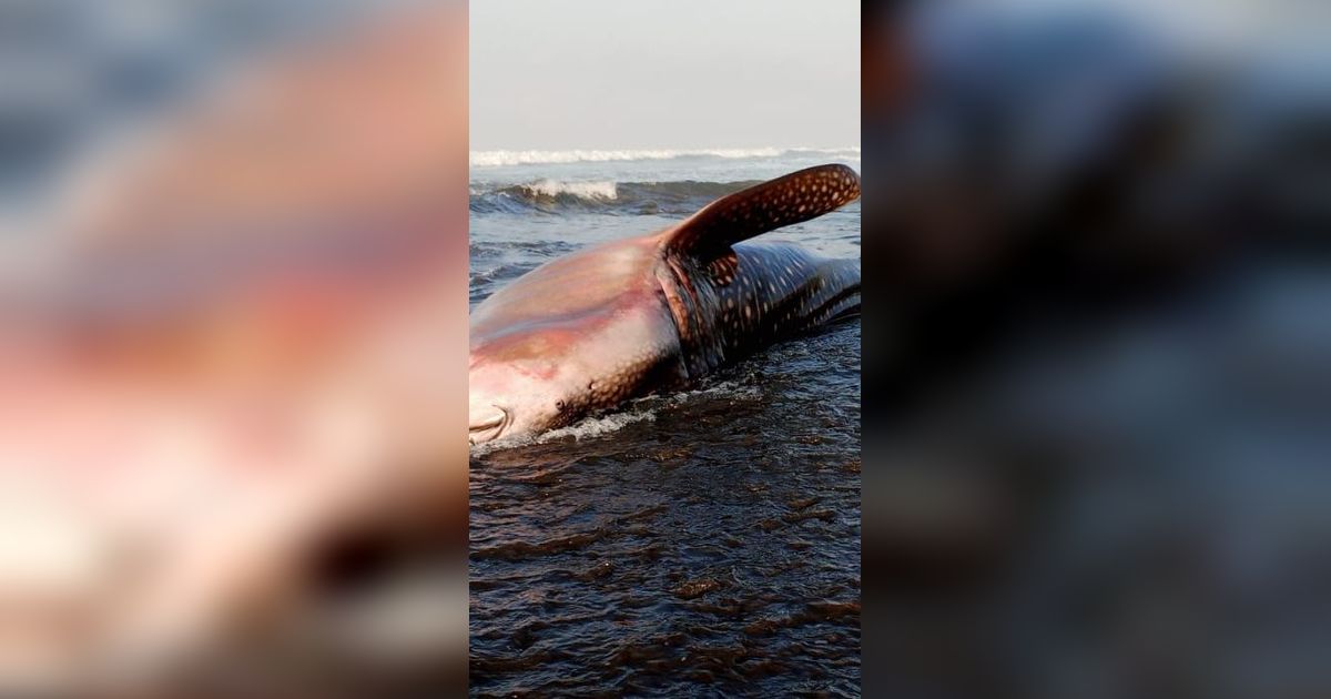 Hiu Paus Sepanjang 7 Meter Mati Terdampar di Pantai Pekutatan Bali