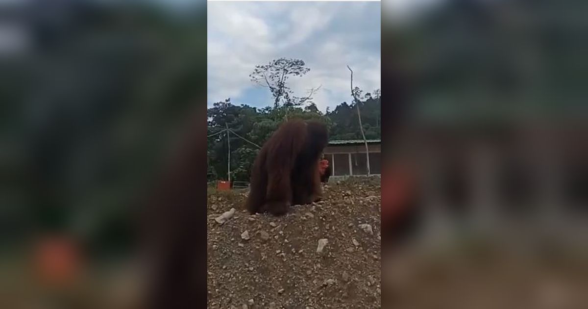 Viral Orangutan Masuk Area Tambang, BKSDA Sultra Pastikan Bukan di Konawe Utara