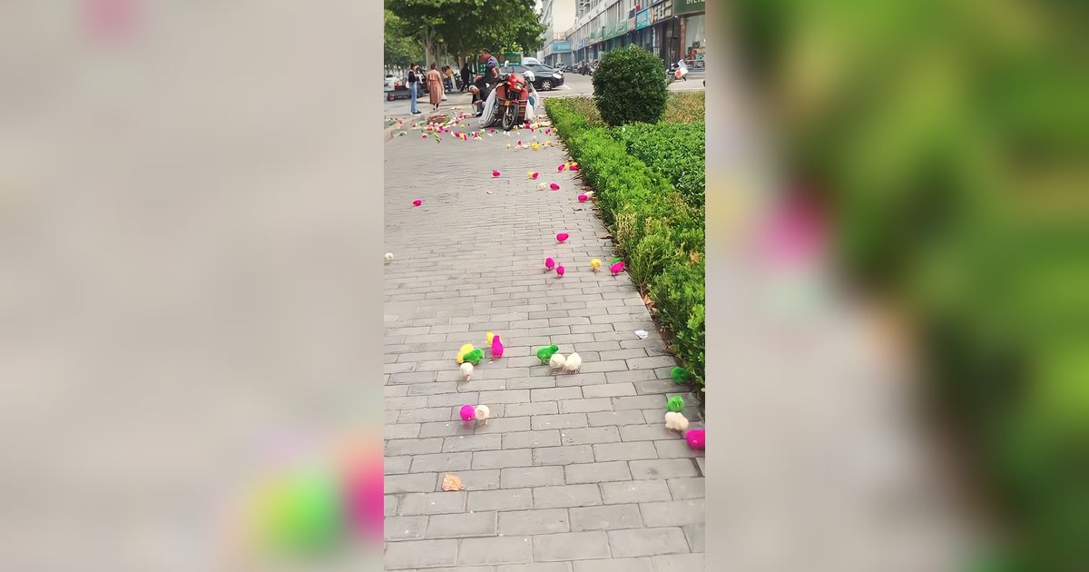 Dari Insiden Penjual Ini akhirnya Kita Tahu Cara Menangkap Anak Ayam, Ternyata Mudah dan Tanpa Ngos-ngosan Lari