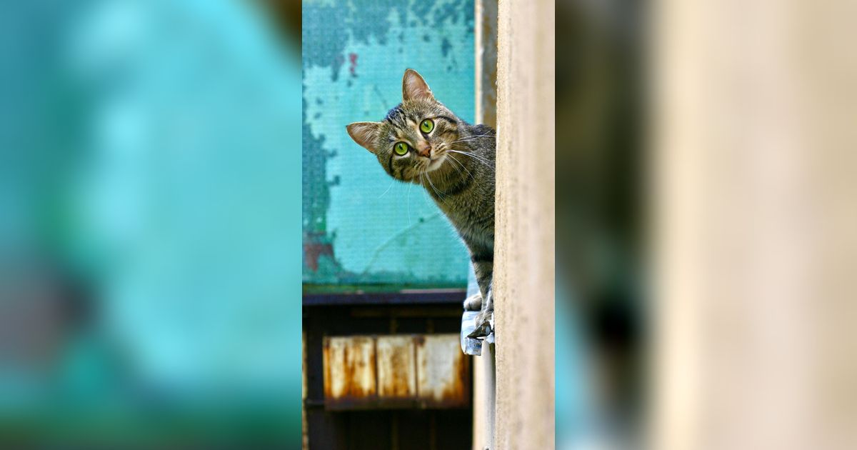 Apakah Kutu Kucing Bisa Menular kepada Manusia?