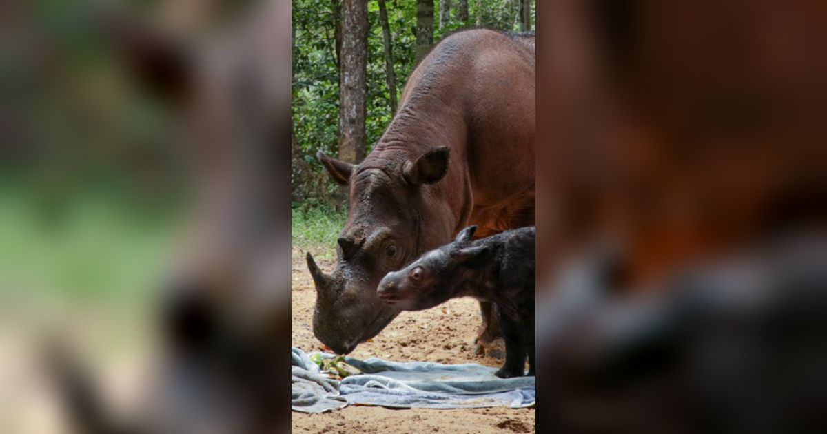 Kabar Gembira, Seekor Badak Sumatera Lahir di Taman Nasional Way Kambas