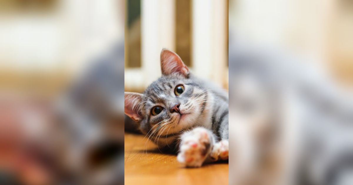Viral 3 Wanita Cekoki Miras ke Kucing, Digeruduk Pecinta Hewan Cuma Tertunduk & Minta Maaf
