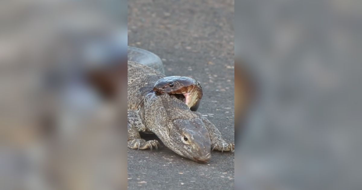 Video Duel King Kobra dan Biawak, Begini Akhirnya..