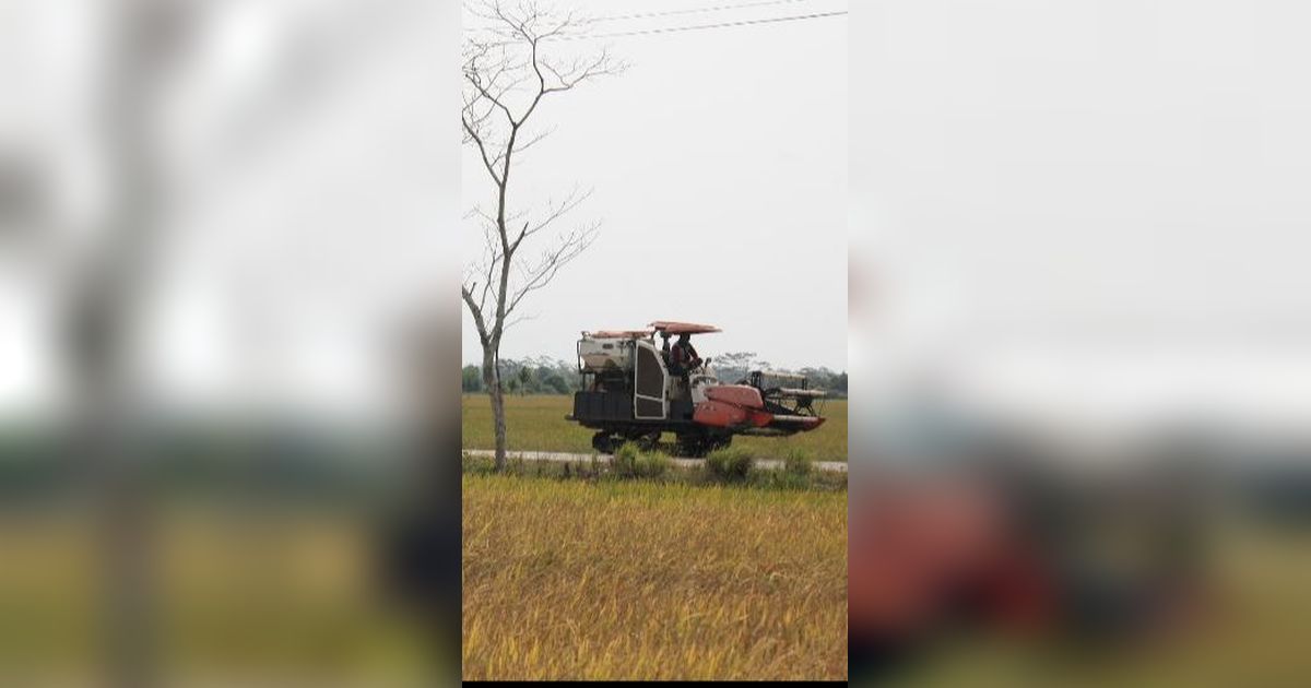 DPR Tengok Lokasi Food Estate di Kalteng, Ini Sederet Temuan dan PR untuk Pemerintah