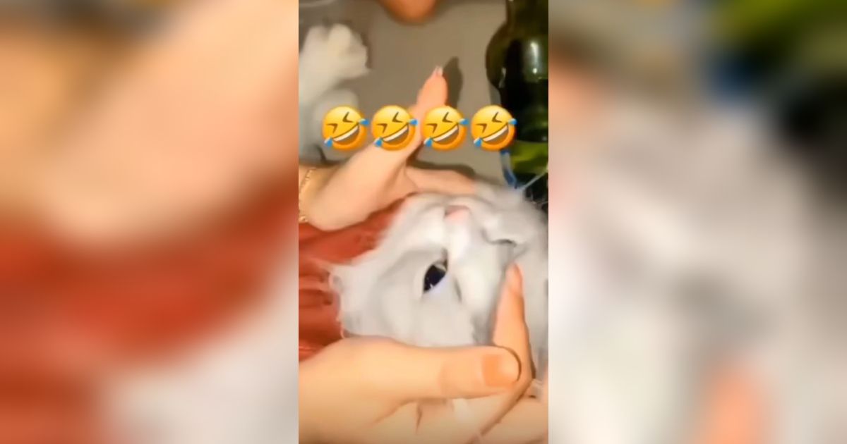 Unggah Video Cekoki Kucing dengan Soju, Tiga Perempuan di Padang Akhirnya Minta Maaf