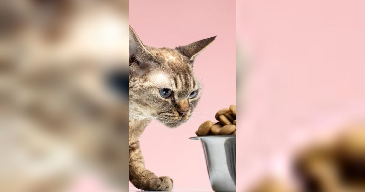 Jangan Berikan 15 Makanan Ini pada Kucing, Bahaya!
