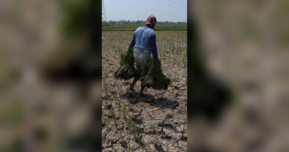 FOTO: Asa Petani Menanam Padi di Tengah Fenomena El Nino