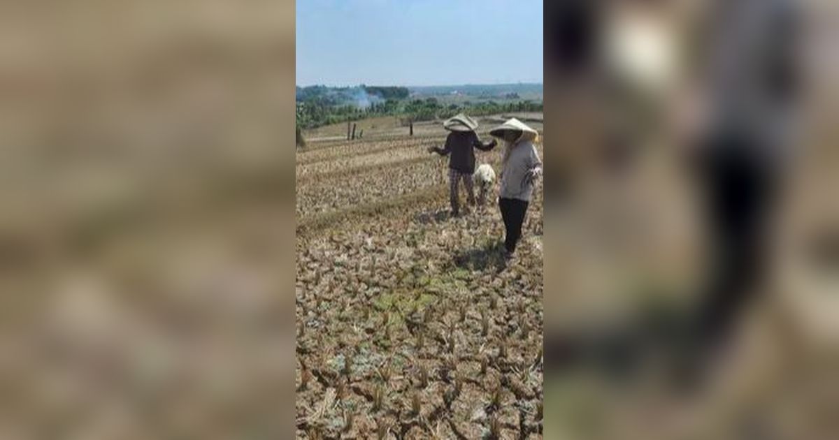 Ratusan Hektare Sawah di Jateng Alami Puso akibat Kekeringan