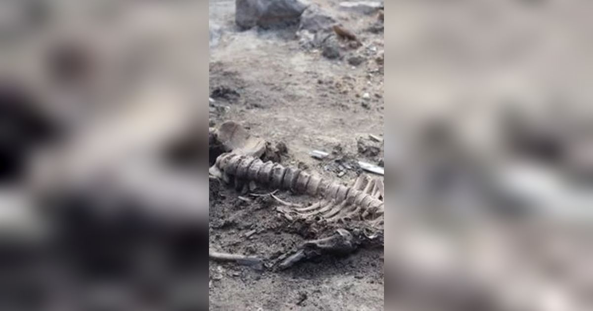 Temuan Kulit dan Otak Manusia dari Zaman Perunggu di Turki Ungkap Tragedi Mengenaskan 2.700 Tahun Silam