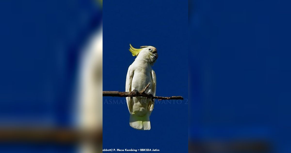 Fakta Menarik Burung Kakatua Jambul Kuning Abbotti, Satwa Endemik Sumenep yang Jadi Perhatian Dunia