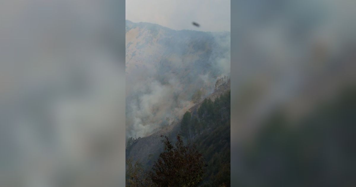 Kronologi Bukit Teletubbies Bromo Terbakar Diduga karena Flare Foto Prewedding, Berujung Pelaku Ditangkap