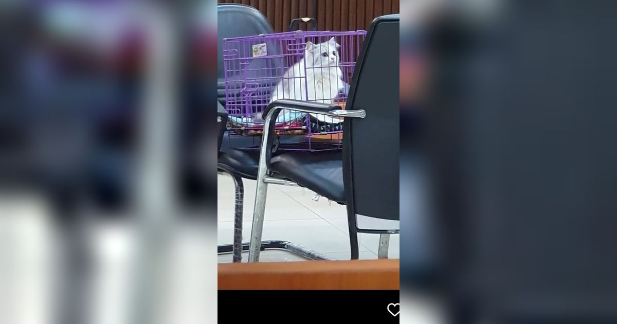 Penampakan Flo, Kucing yang Dicekoki Miras di Kursi Saksi Pengadilan Negeri Padang