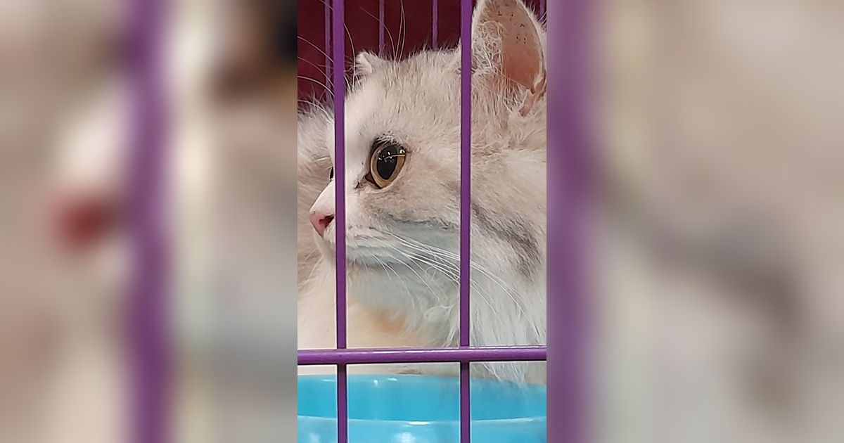 Tiga Perempuan Cekoki Kucing dengan Miras Terbukti Bersalah, Hakim Jatuhkan Hukuman Percobaan