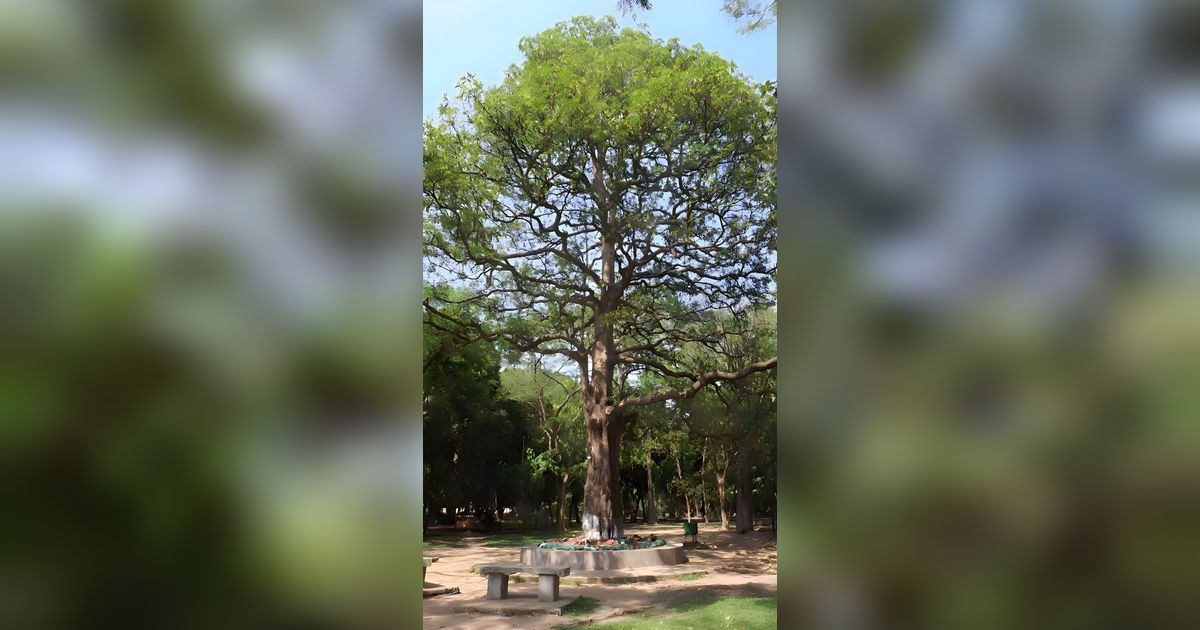 Viral 'Pohon iblis' Senilai Fortuner Disebut Akan Ditanam di Istana Negara di IKN