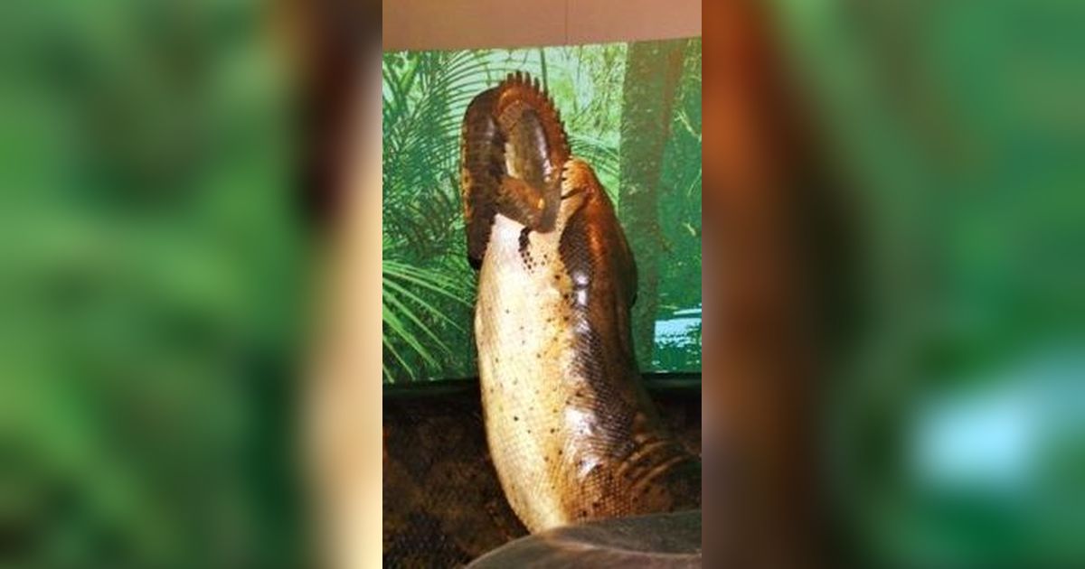 Ramai Diperbincangkan di Tiktok, Ini Fakta Tentang Ular Titanoboa dan Ular Falak