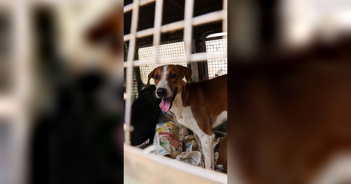 FOTO: India Tangkap Ratusan Anjing Liar Jelang KTT G20, Caranya Disebut Tak Manusiawi