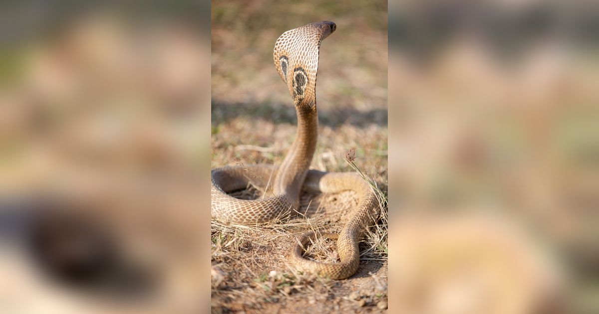 Viral Video Pertarungan Ular King Kobra Raksasa VS Ular Piton di Kebun Sawit, Siapa yang Menang?