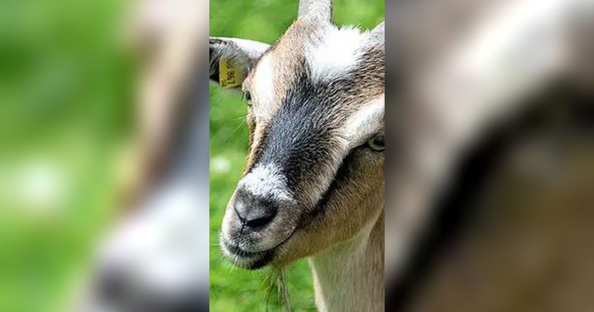 Bikin Geger, Induk Kambing Lahirkan Makhluk Setengah Babi Setengah Manusia, Ini Penampakannya
