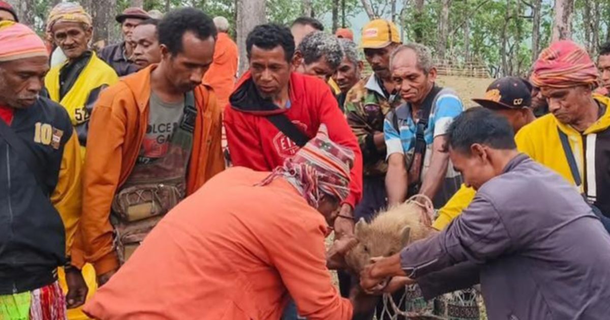 Mengenal Denda Adat Sopi dan Ayam Merah, Sanksi Bagi Perusak Hutan Dalam Kawasan Cagar Alam Mutis Timor Tengah Selatan