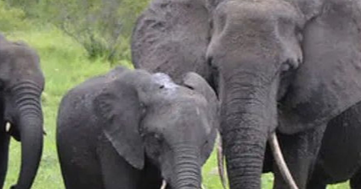 Gajah Liar Rusak Kebun dan Pondokan Warga