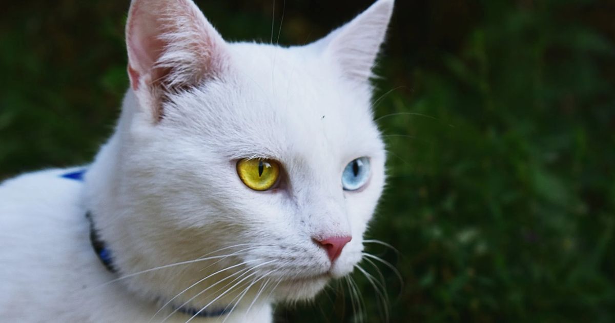 9 Kucing yang Memiliki Warna Langka di Dunia, Mana Favoritmu?