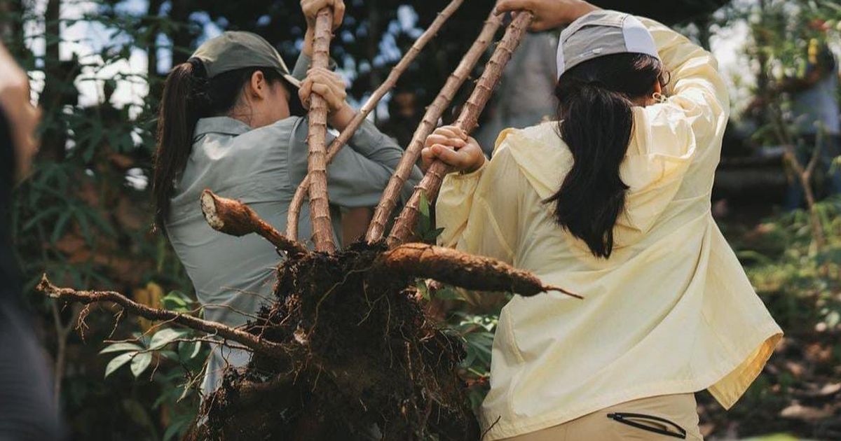 Jangan Gengsi Makan Singkong, Ini Manfaat Untuk Kesehatan Salah Satunya Menurunkan Darah Tinggi