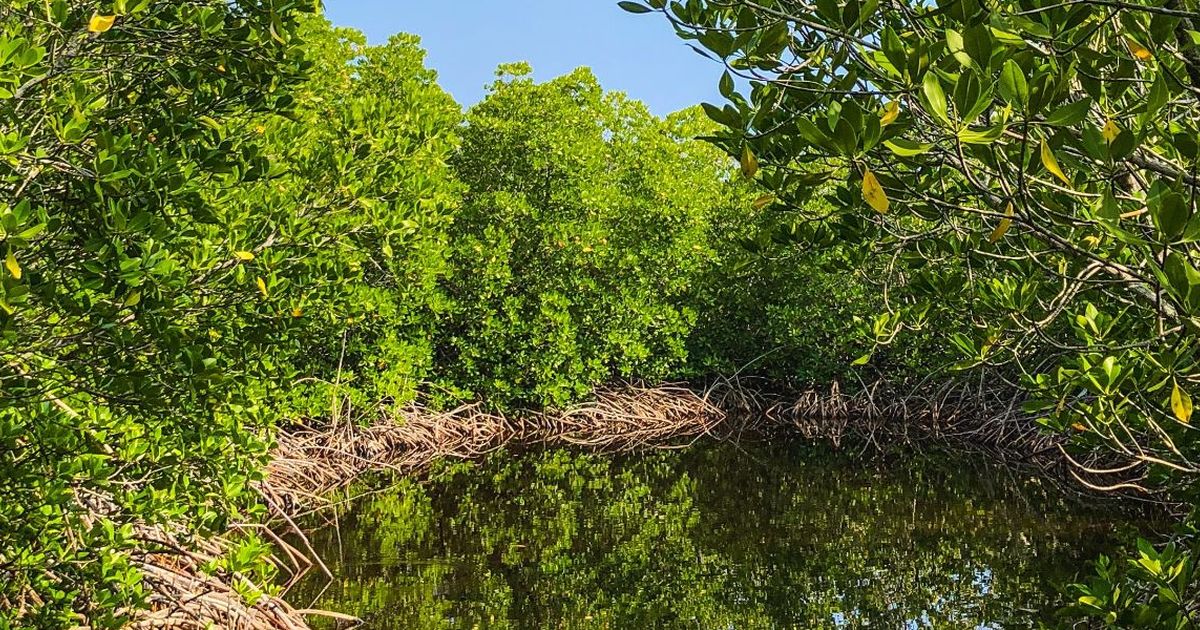 46 Hektare Mangrove Raib Dampak Proyek Pembangunan Tol Semarang - Demak