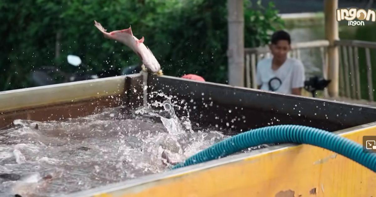 Satu Desa Panen Cuan, Ini Kisah Inspiratif Para Petani Tulungagung Kompak Budi Daya Ikan Patin