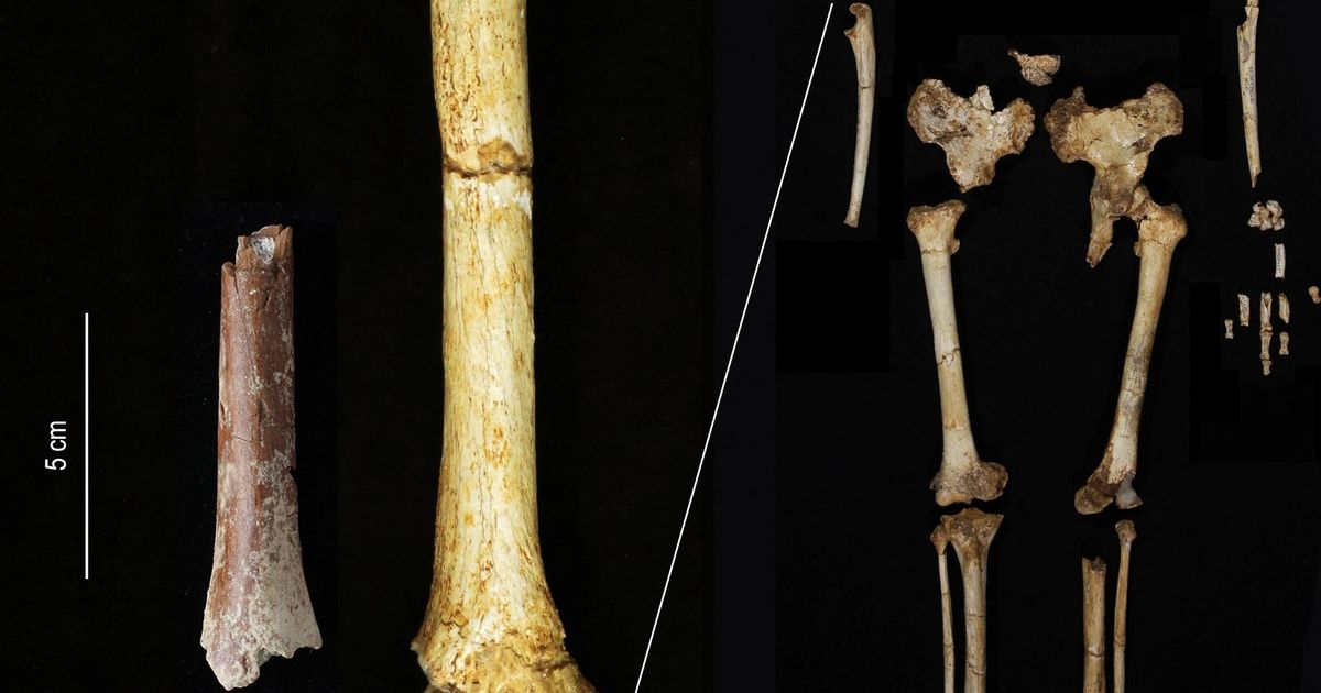 Ilmuwan Pecahkan Misteri Spesies Manusia Purba di Indonesia, Temukan Tulang Tangan Manusia 'Hobbit' di Flores yang Hidup 700.000 Tahun Lalu