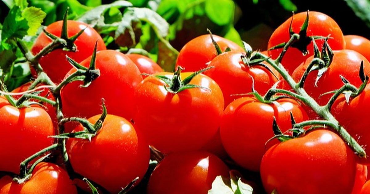 7 Buah untuk Menyembuhkan Penyakit Prostat, Tomat hingga Alpukat