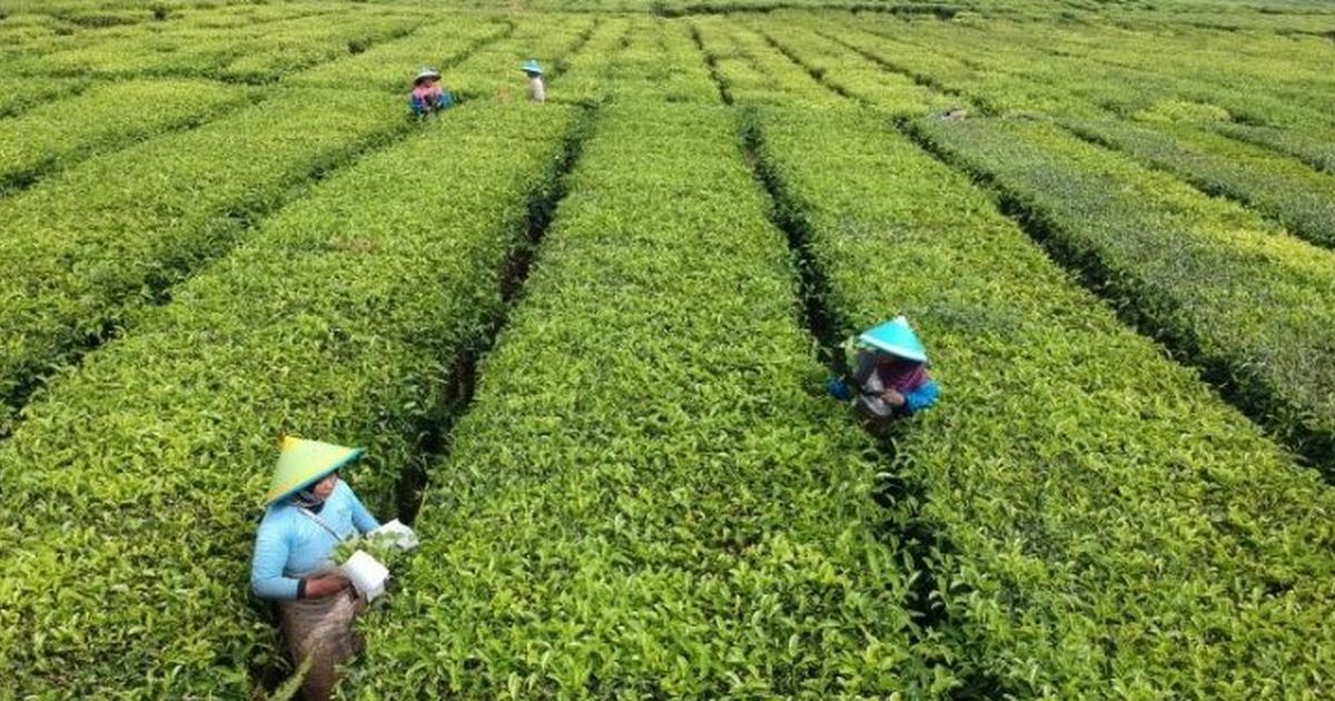 Cikal Bakal Industri Teh Pertama di Nusantara, Datangkan Ahli dari China ke Purwakarta