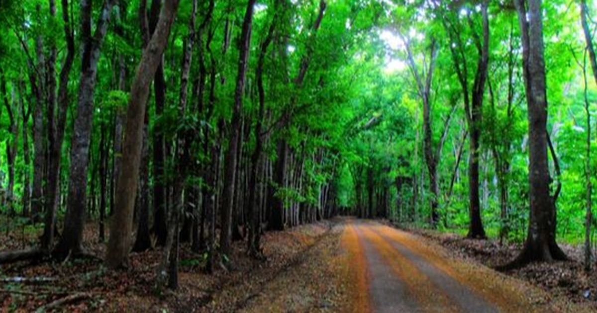 3 Fakta Hutan Jatim Salah Satu yang Terkaya di Indonesia, Daun Talas Jadi Rebutan Amerika hingga Inggris