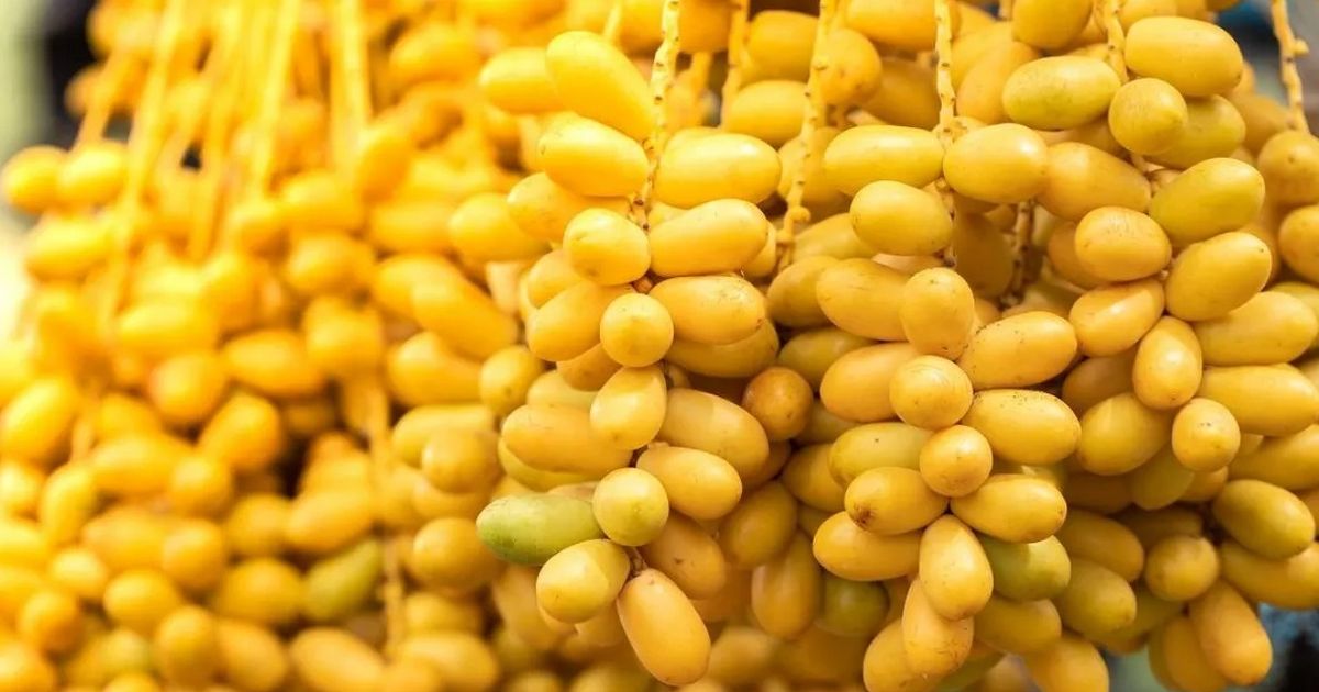 10 Manfaat Buah Kurma Muda, Tingkatkan Kesuburan Wanita