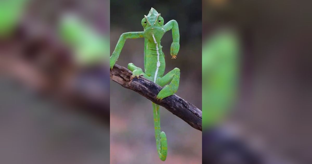 Kumpulan Foto Lucu Hewan, Momen Terbaik Hasil Jepretan Fotografer Andal