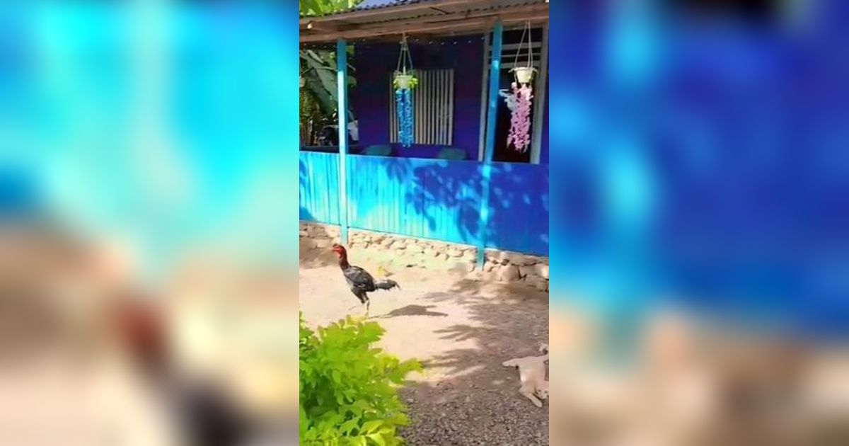 Rumah Kayu Milik Pecinta Warna Biru Ini Bikin Terpana, Tak Disangka Isi Dalamnya