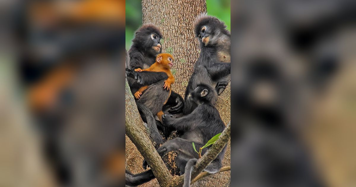 Menyambut Kelahiran Bayi Langur Langka Warna Emas, Mirip Kera Sakti