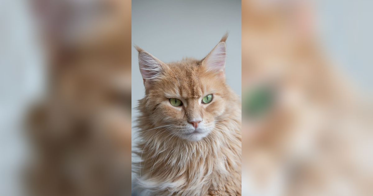 Mengenal Kucing Maine Coon: Karakteristik, Sifat, dan Cara Merawatnya