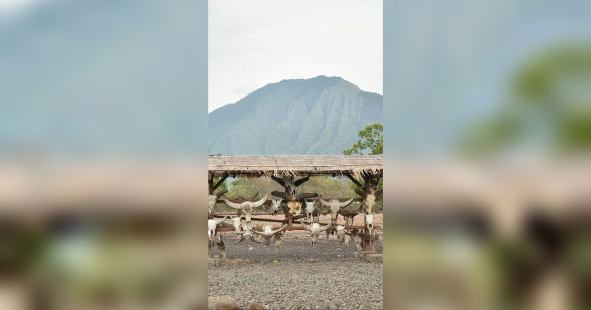 4 Fakta Taman Nasional Baluran Tutup Sebulan Penuh, Buka Kembali 16 Februari 2024