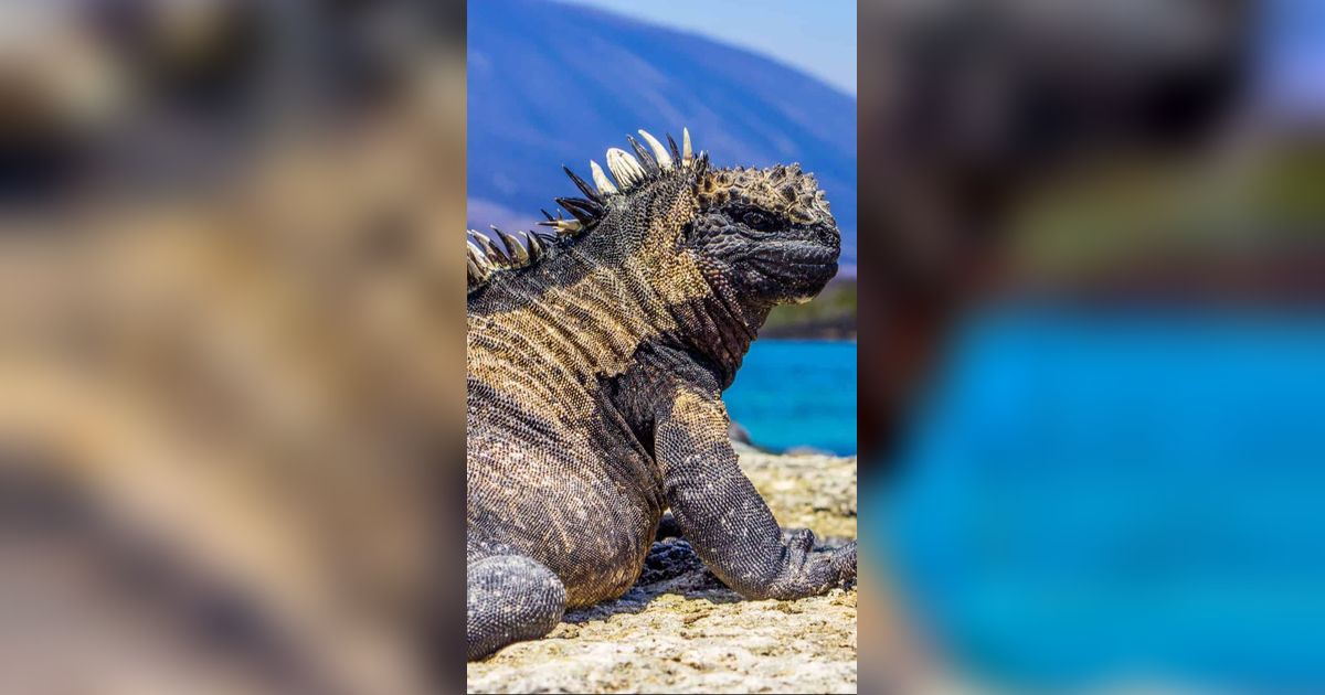 Mengenal Iguana Laut yang Punya Wujud Seperti Godzilla