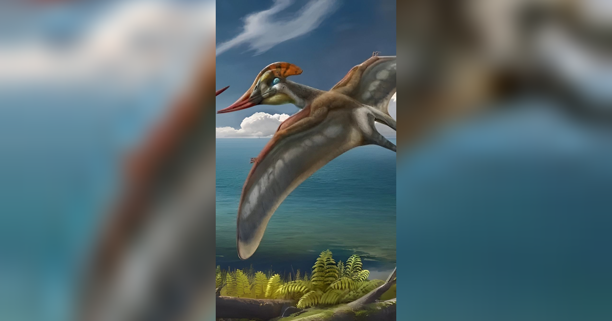 Spesies Baru Pterosaurus Tanpa Gigi Ditemukan di China