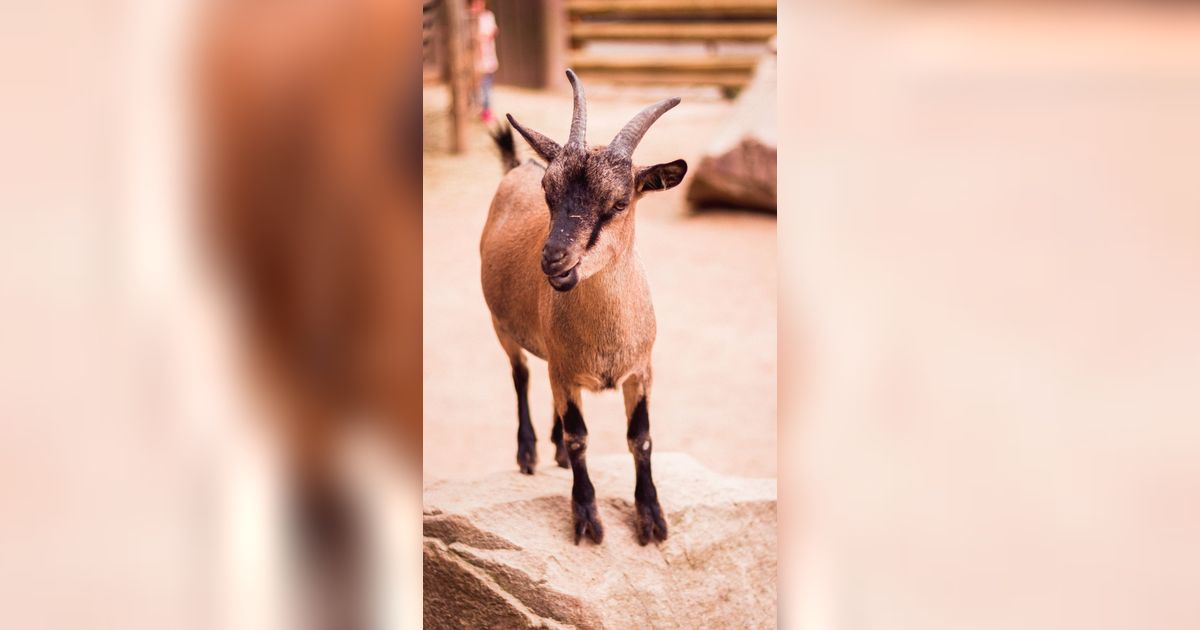 Mengungkap 6 Arti Mimpi Dikejar Kambing Ngamuk, Menandakan Masalah yang Akan Dihadapi