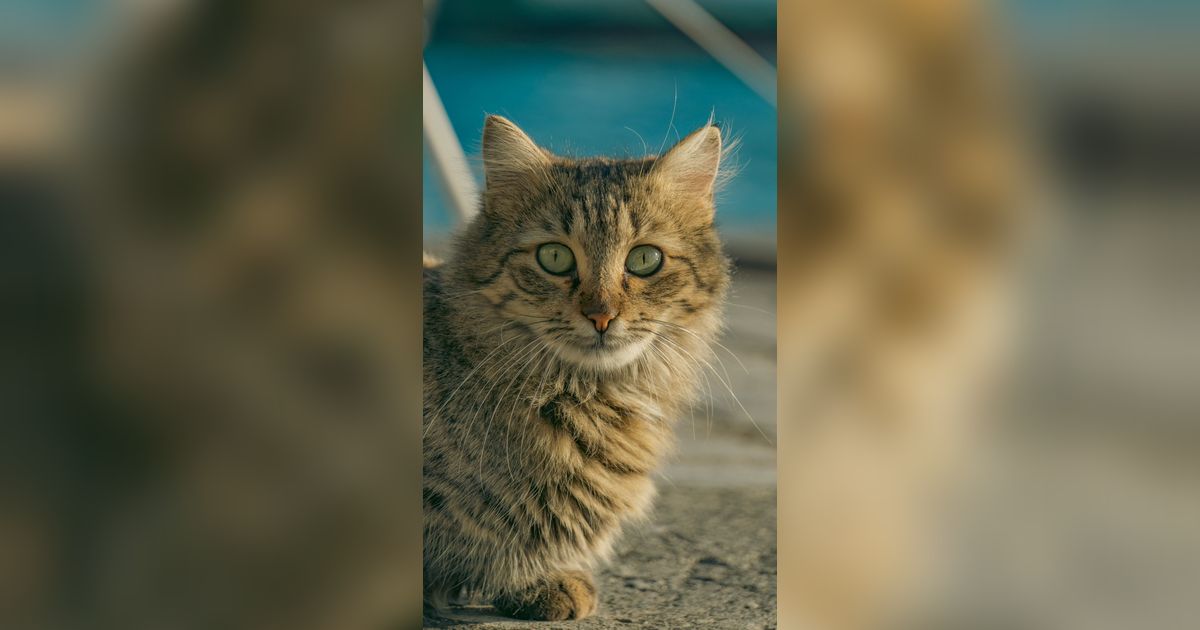 Hikmah dan Doa untuk Kucing yang Mati, beserta Tata Cara Menguburnya dalam Islam