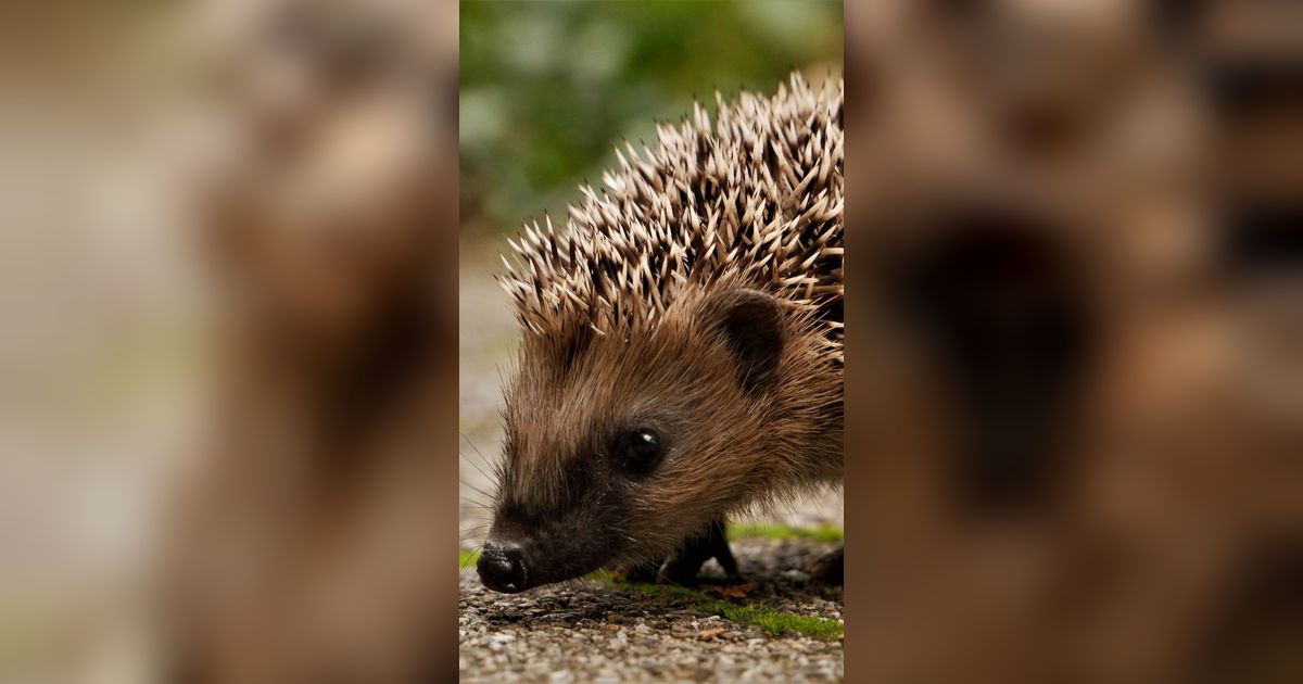 Unik, 5 Spesies Baru Landak Berduri Lunak Ditemukan dan Bentuknya Imut
