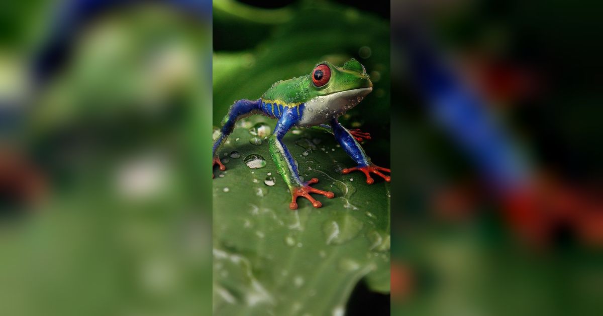 Spesies Baru Katak Kecil Ditemukan di Indonesia, Ukurannya Cuma 3 Cm!