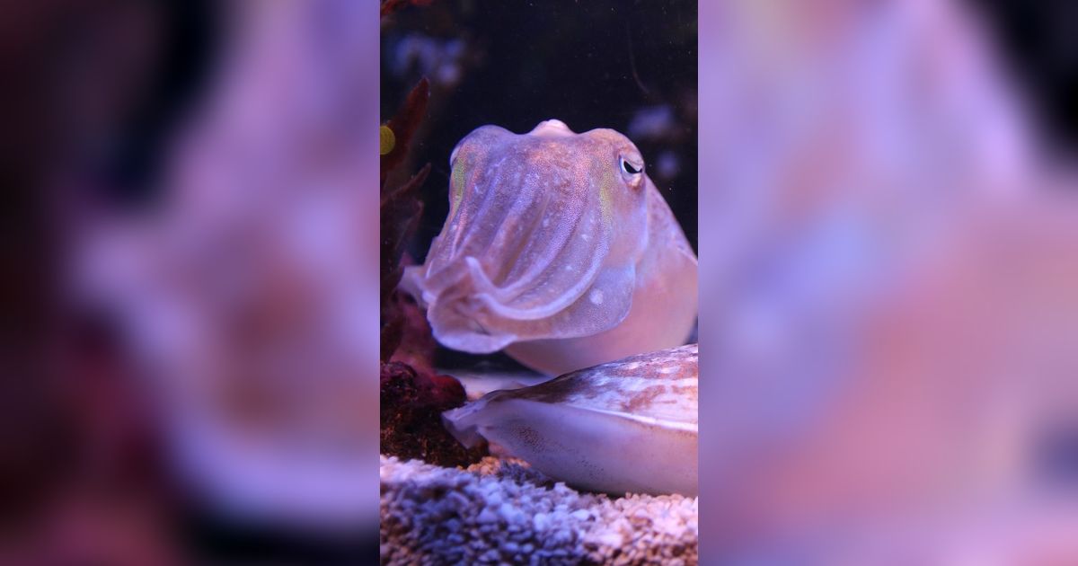 Inilah Bukti Bahwa Kamuflase Cumi-Cumi di Laut Begitu Rumit dan Kompleks