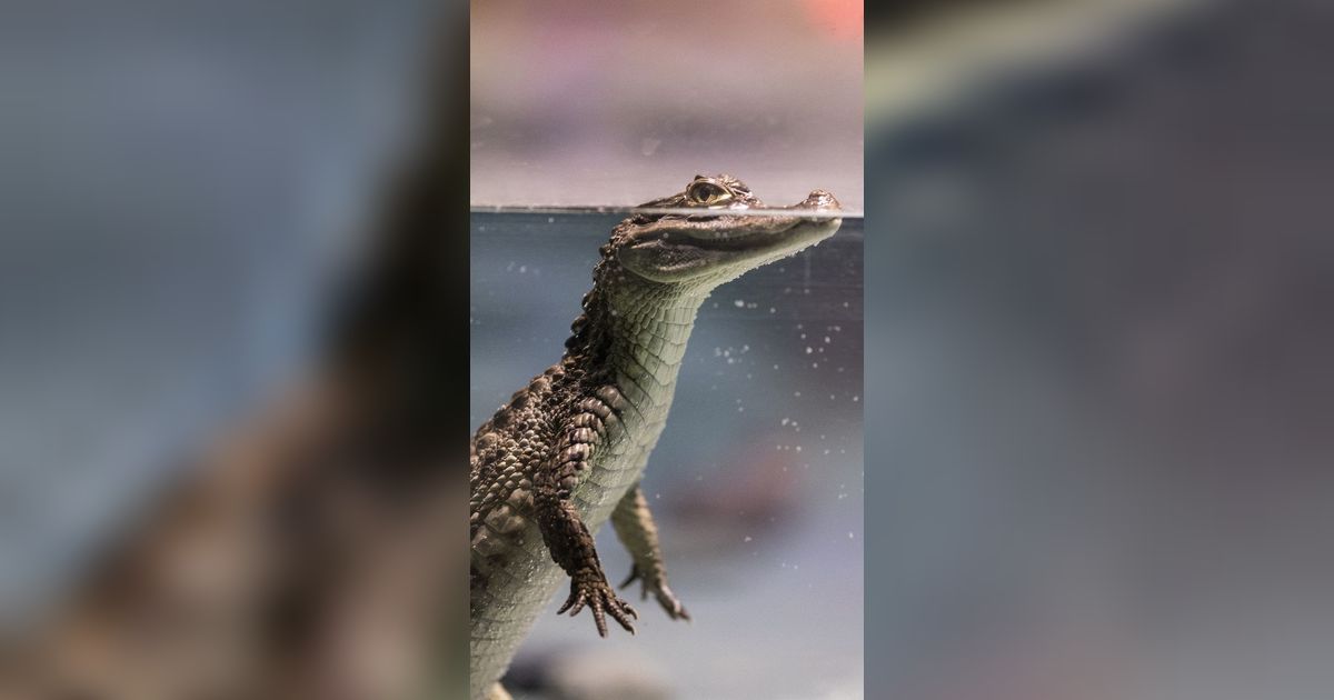 Ilmuwan Temukan Reptil Purba Mirip Buaya di India, Bentuknya Menyeramkan