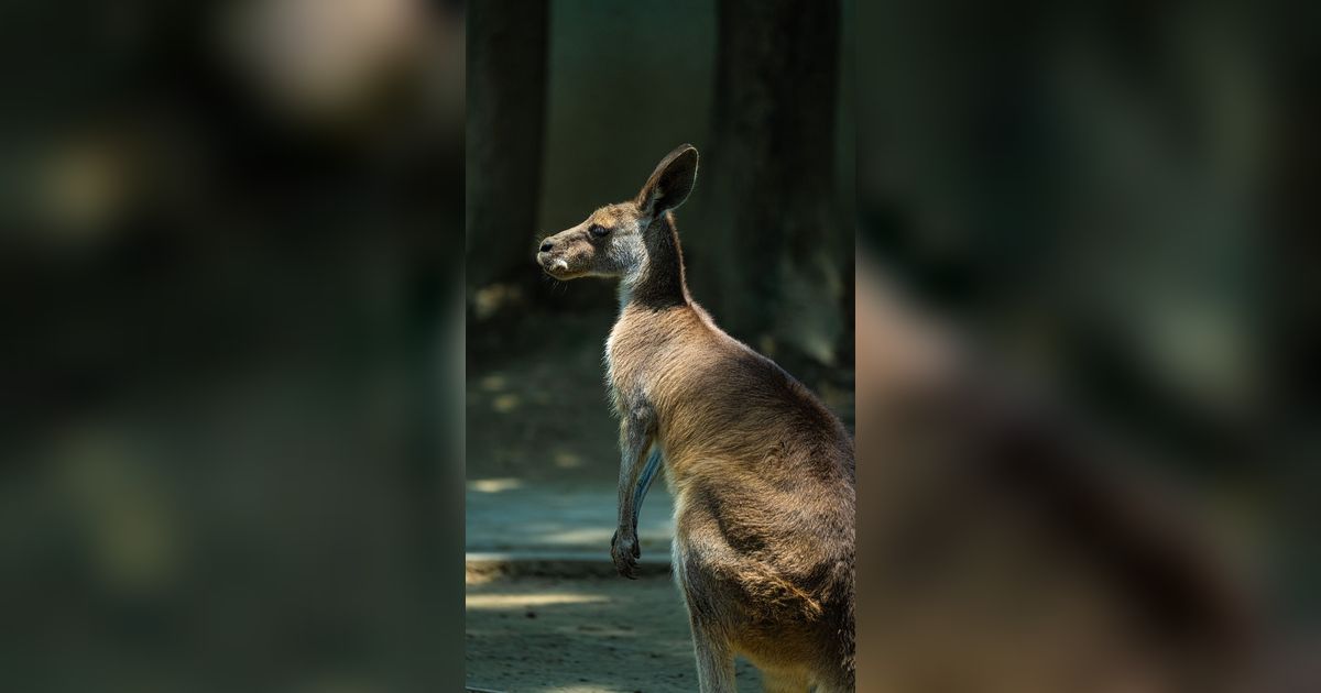 Ilmuwan Klaim Kanguru Purba Tidak Melompat, Begini Jalannya