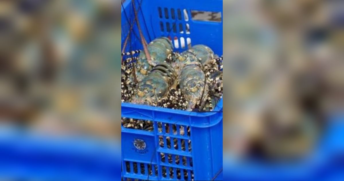 Kolaborasi dengan Vietnam Perbesar Peluang Indonesia Jadi Bagian Rantai Pasok Lobster Global