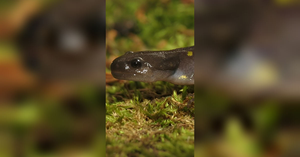 7 Fakta Mengejutkan tentang Salamander, Hewan yang Pernah Berkeliaran bersama Dinosaurus