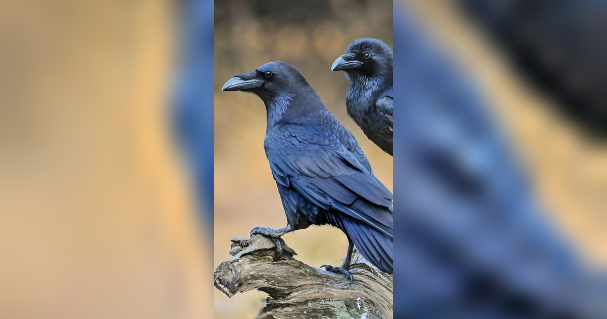 7 Fakta Menarik tentang Burung Gagak, Si Burung Setia yang Kawin Sekali Seumur Hidup